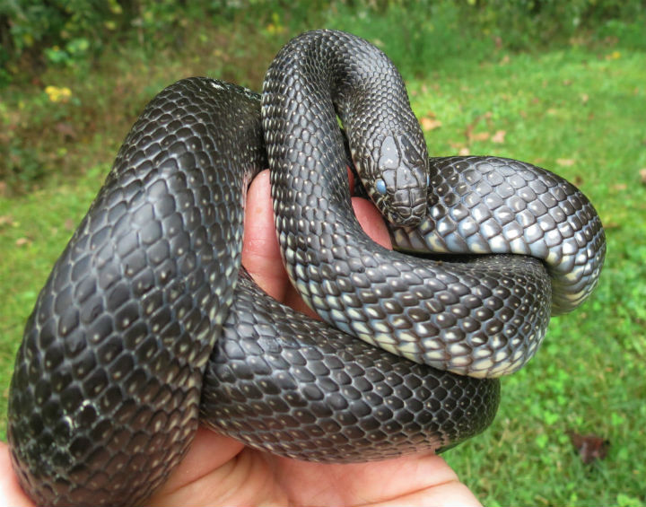 Kingsnake